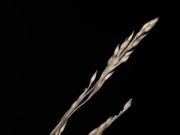 Lachnagrostis filiformis Spikelets