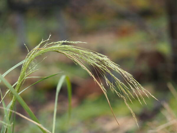 Lachnagrostis filiformis Inflorescence