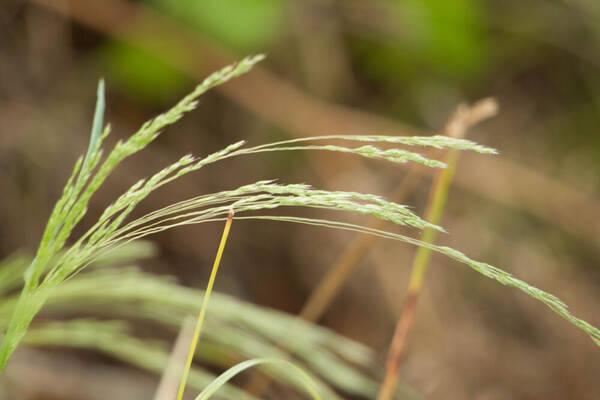 Lachnagrostis filiformis Inflorescence