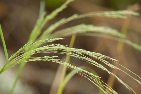 Lachnagrostis filiformis Inflorescence