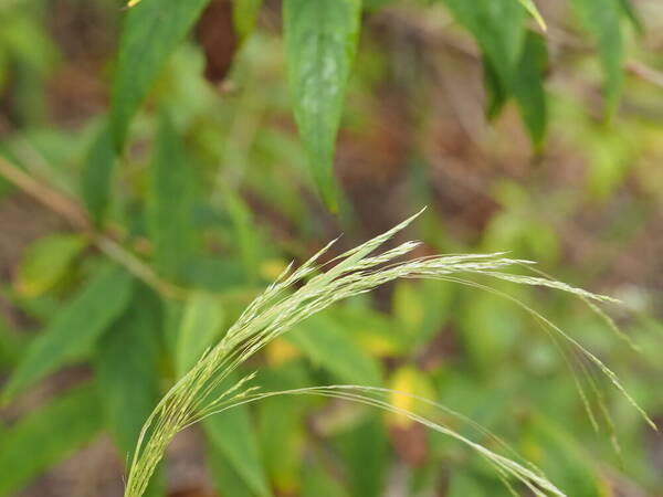 Lachnagrostis filiformis Inflorescence