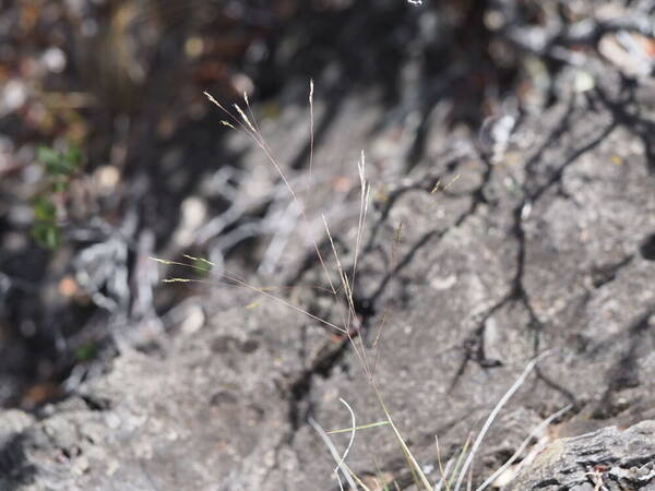 Lachnagrostis filiformis Inflorescence