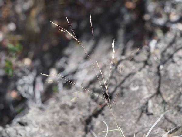 Lachnagrostis filiformis Inflorescence