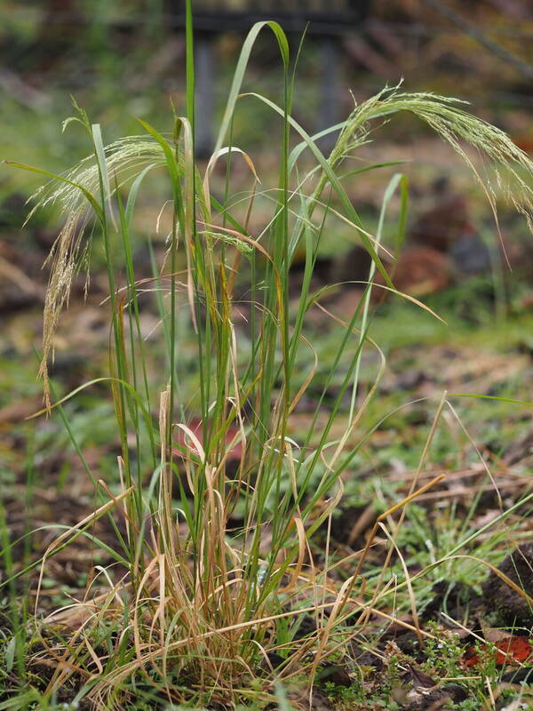 Lachnagrostis filiformis Plant