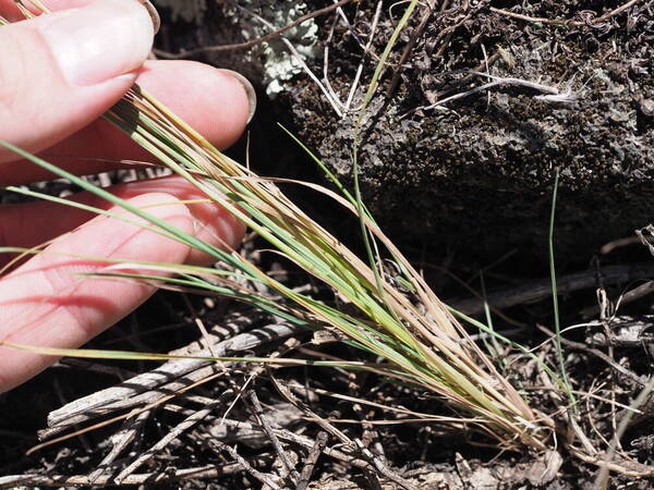 Lachnagrostis filiformis Plant