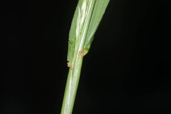 Lolium arundinaceum Collar