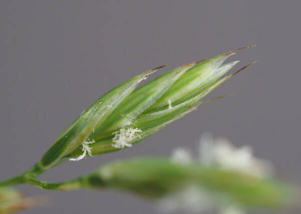 Lolium arundinaceum Spikelets