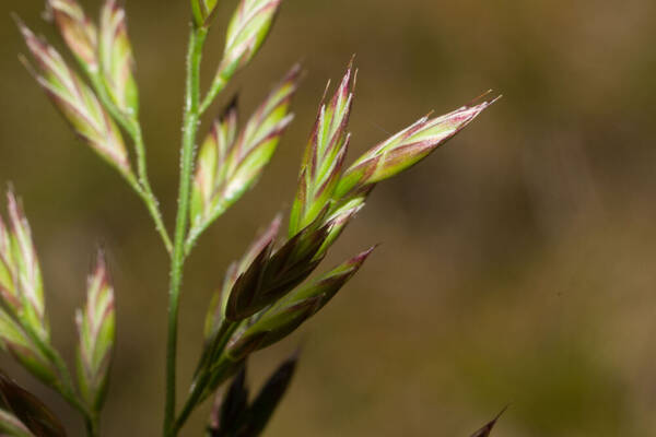 Lolium arundinaceum Spikelets