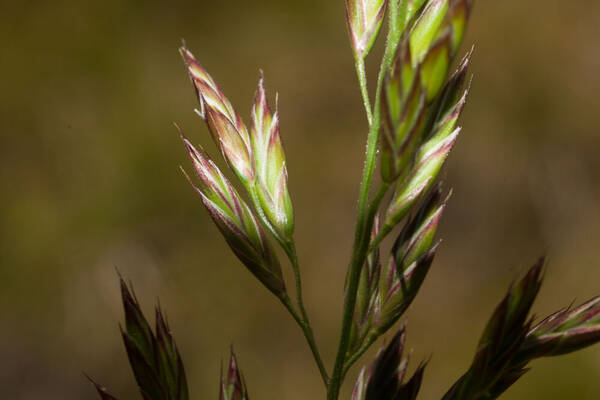 Lolium arundinaceum Spikelets