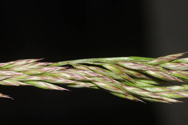 Lolium arundinaceum Spikelets