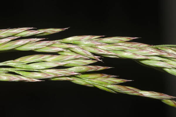 Lolium arundinaceum Spikelets