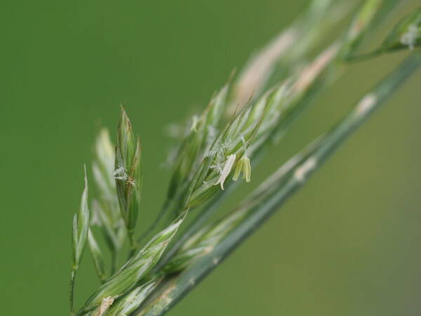 Lolium arundinaceum Spikelets