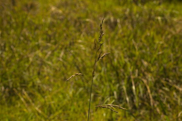 Lolium arundinaceum Inflorescence