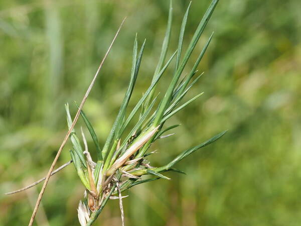 Lolium arundinaceum Viviparous inflorescence