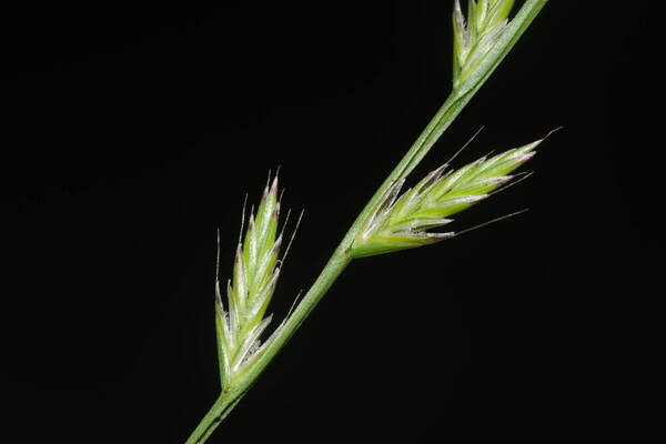 Lolium multiflorum Spikelets