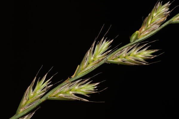 Lolium multiflorum Spikelets