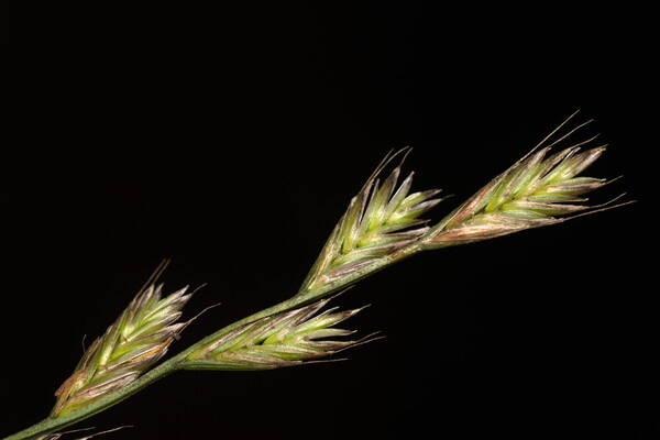 Lolium multiflorum Spikelets