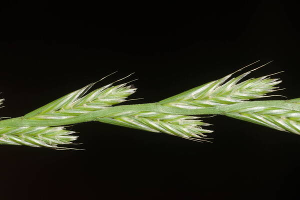 Lolium multiflorum Spikelets