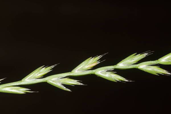 Lolium multiflorum Spikelets