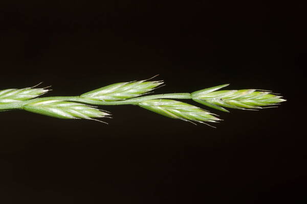 Lolium multiflorum Spikelets