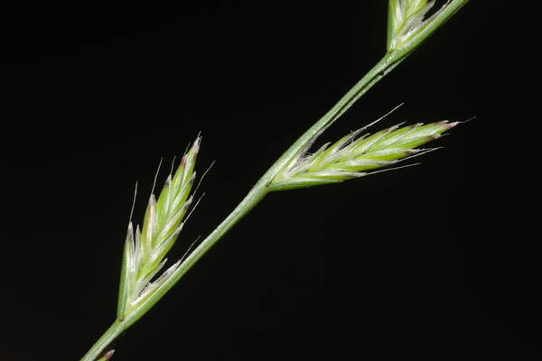 Lolium multiflorum Spikelets