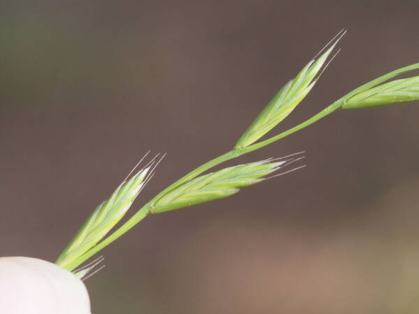 Lolium multiflorum Spikelets