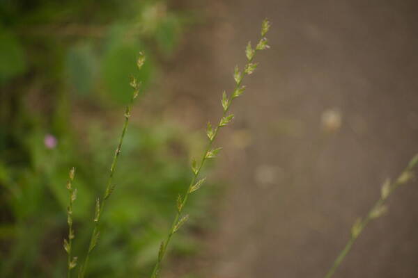 Lolium multiflorum Inflorescence