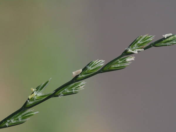 Lolium perenne Spikelets