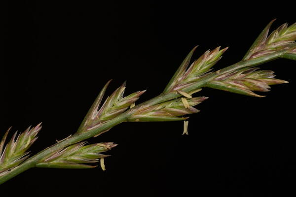 Lolium perenne Spikelets