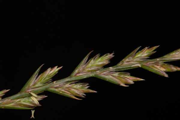 Lolium perenne Spikelets