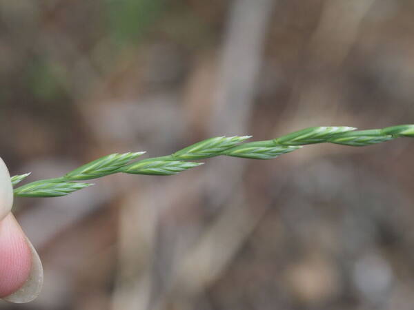 Lolium perenne Spikelets