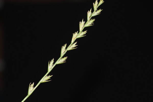 Lolium perenne Inflorescence