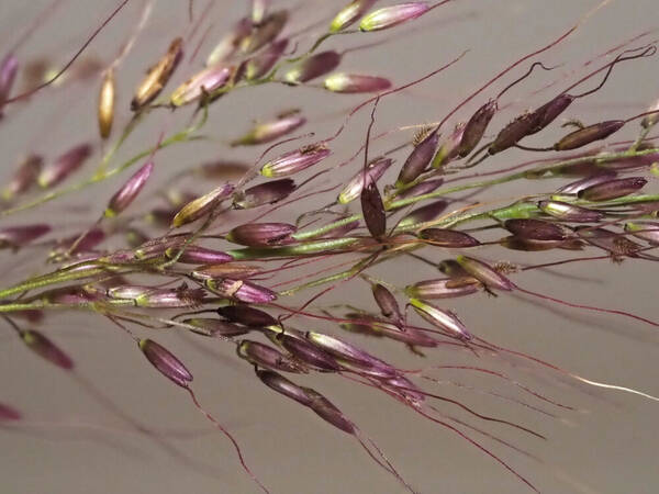 Melinis minutiflora Spikelets