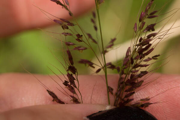 Melinis minutiflora Spikelets