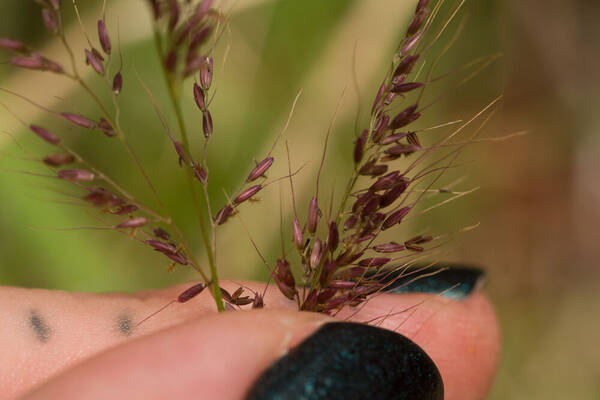 Melinis minutiflora Spikelets