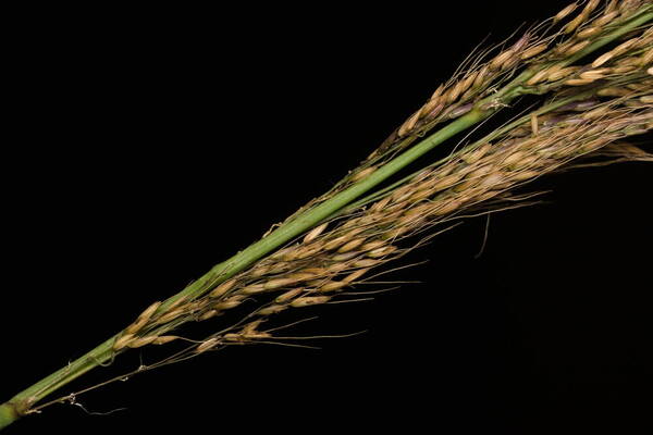 Melinis minutiflora Spikelets