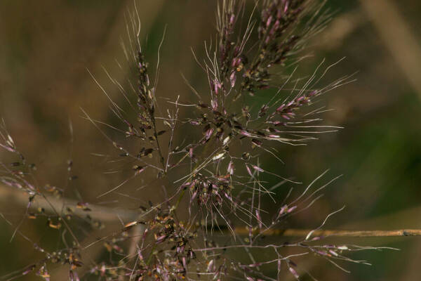 Melinis minutiflora Spikelets