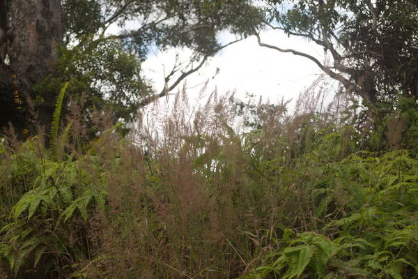 Melinis minutiflora Habit