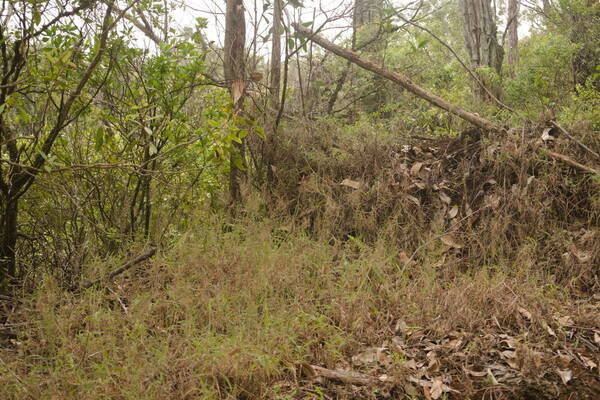 Melinis minutiflora Habit