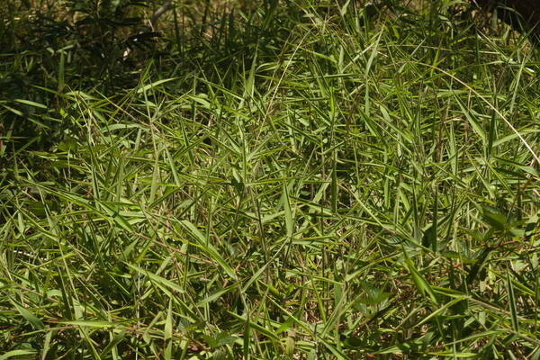 Melinis minutiflora Habit