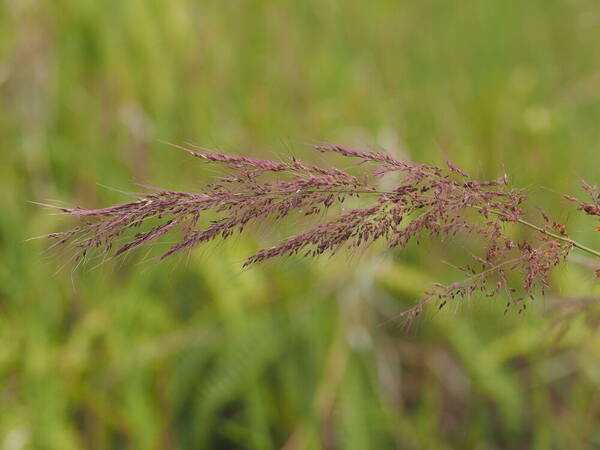 Melinis minutiflora Inflorescence