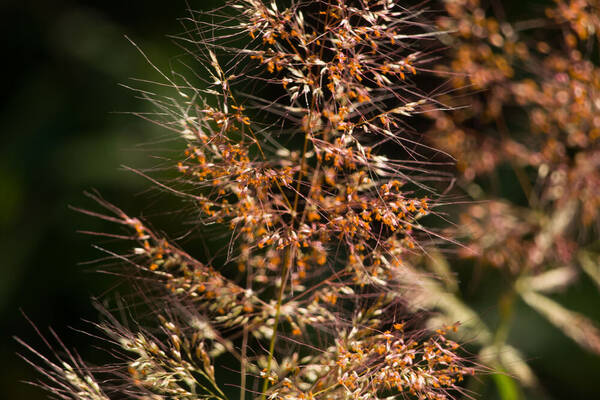 Melinis minutiflora Inflorescence