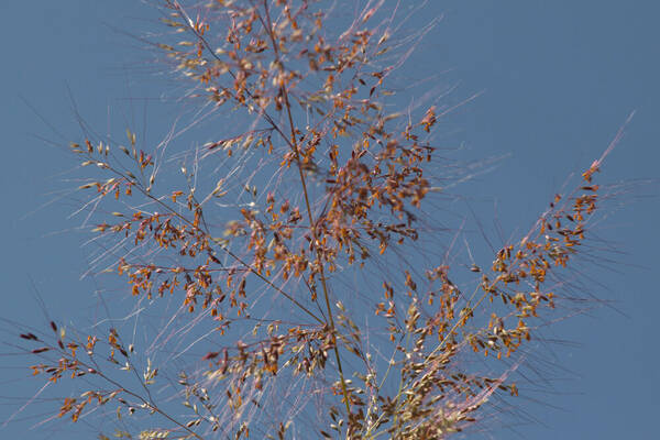 Melinis minutiflora Inflorescence