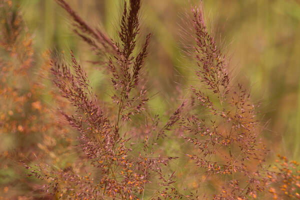 Melinis minutiflora Inflorescence