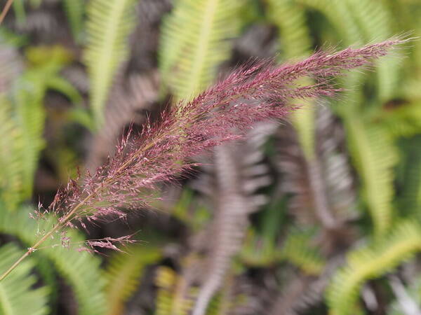 Melinis minutiflora Inflorescence