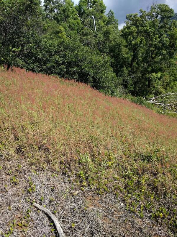 Melinis minutiflora Landscape