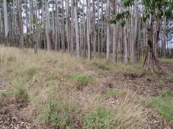 Melinis minutiflora Landscape