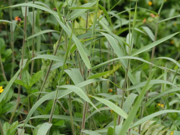 Melinis minutiflora Plant