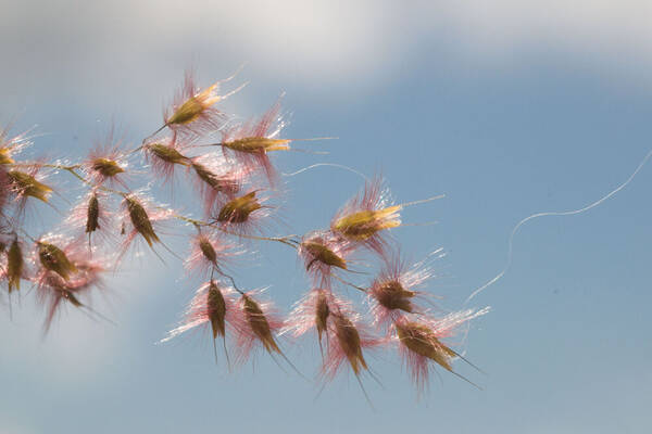 Melinis repens Spikelets