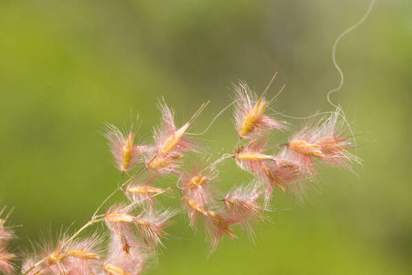 Melinis repens Spikelets